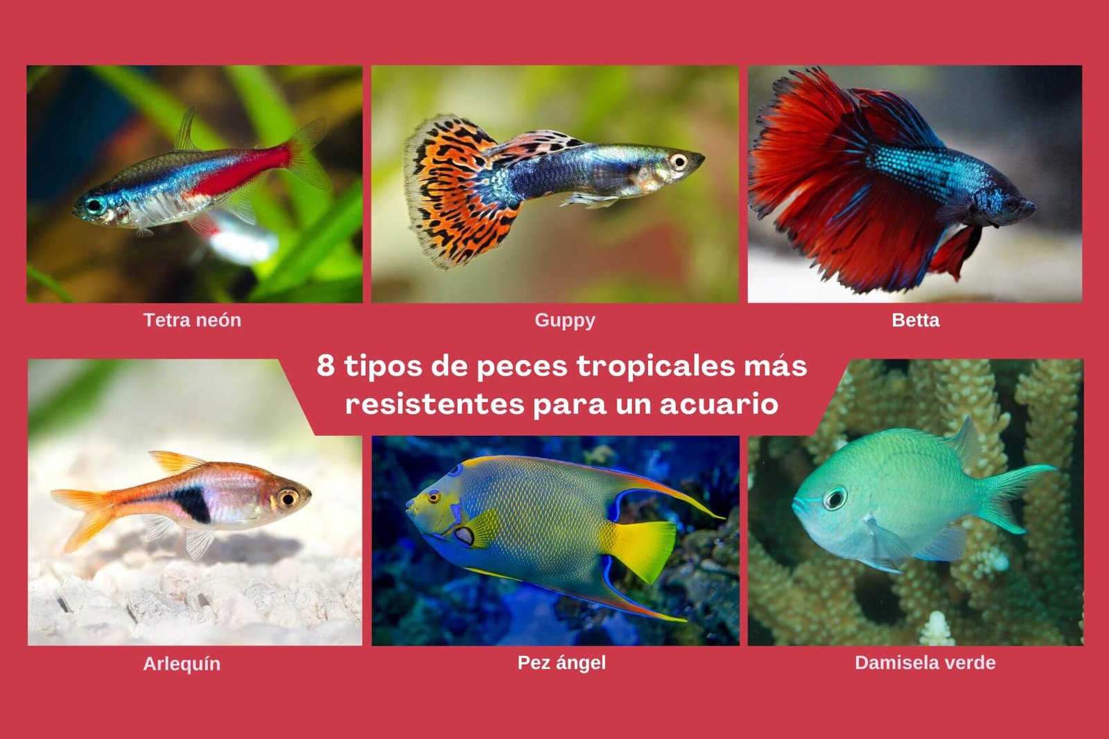 acuario con variedad de peces tropicales