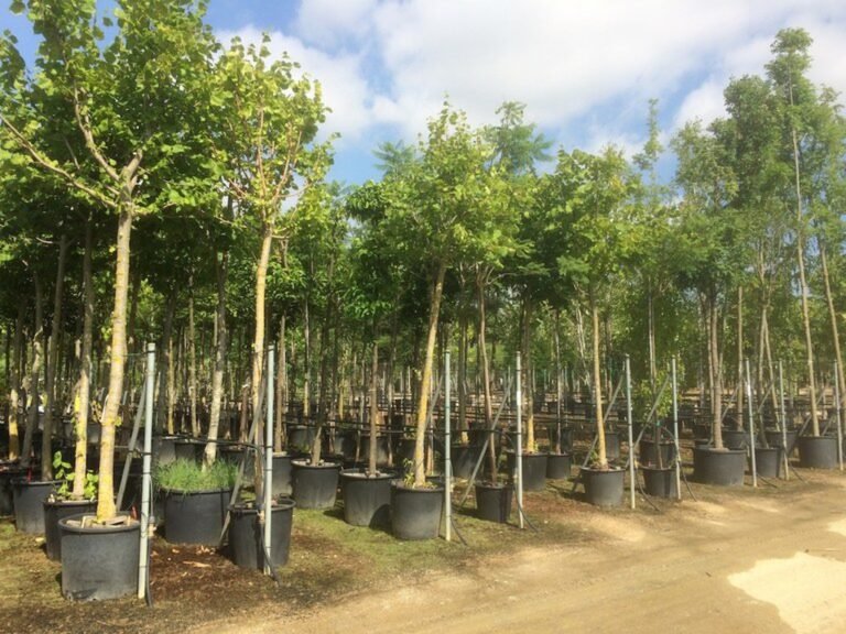 Moon Valley Nursery Tree Sizes: Options for Every Landscape