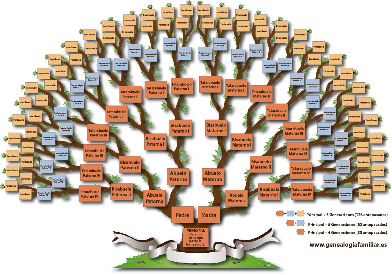 arbol genealogico con ramas