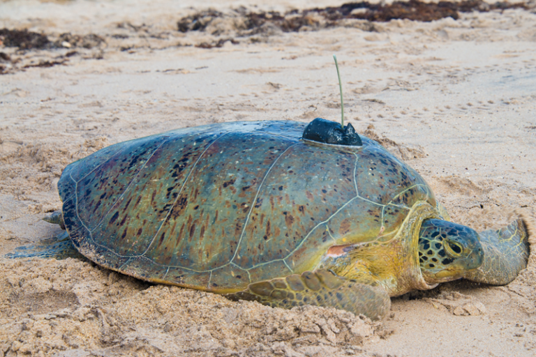 Track a Sea Turtle Bracelet: Is It Legit?