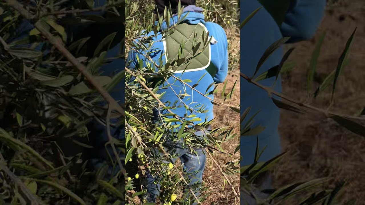 campos de olivos en corning california