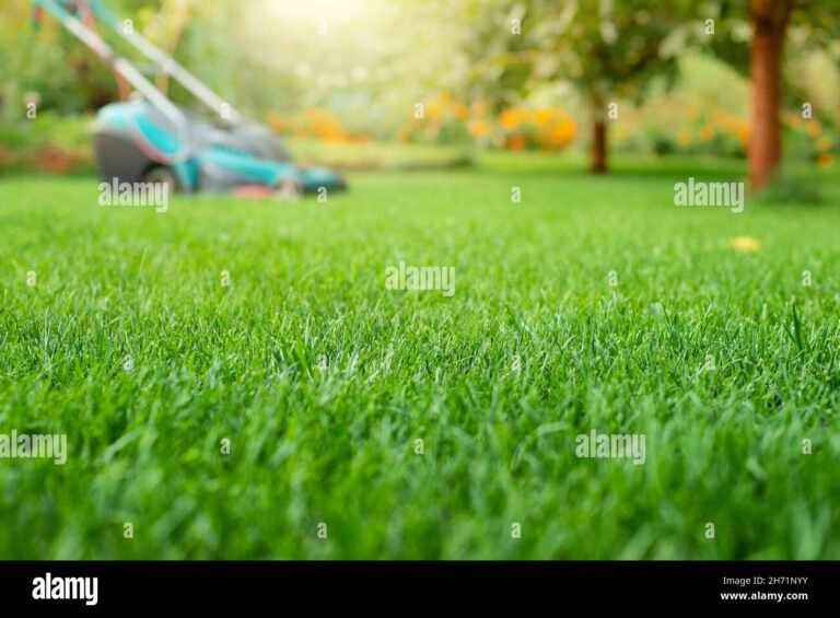 TruGreen Lawn Care Services in Plano, TX: Expert Lawn Maintenance