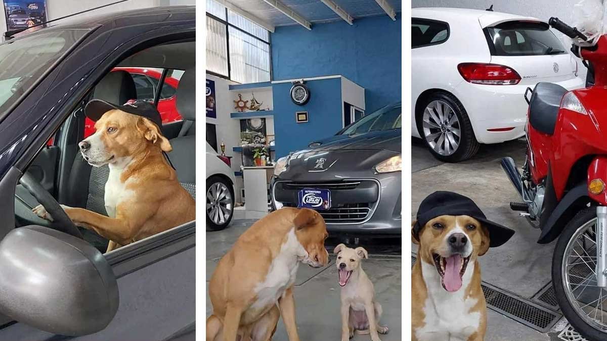 coche nuevo en estacionamiento con mascota