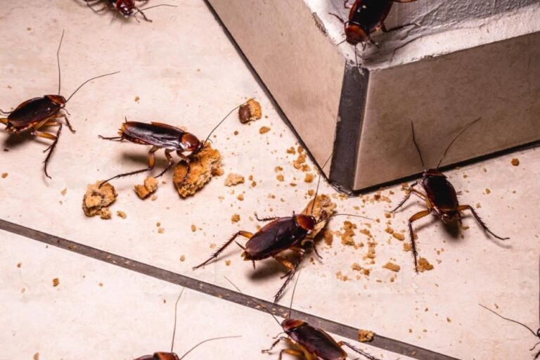 Action Termite & Pest Control: Effective Solutions for Your Home
