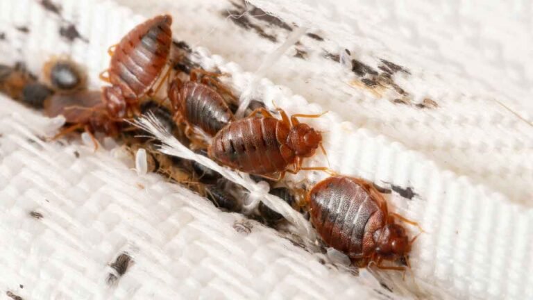 Orkin Pest Control: Effective Bed Bug Solutions