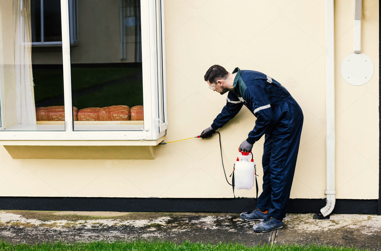 exterminador inspeccionando una casa en busca de plagas