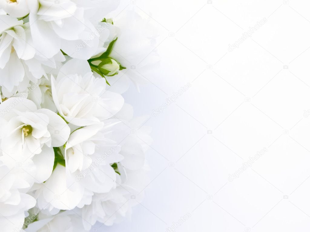 flores blancas sobre fondo claro y suave 1