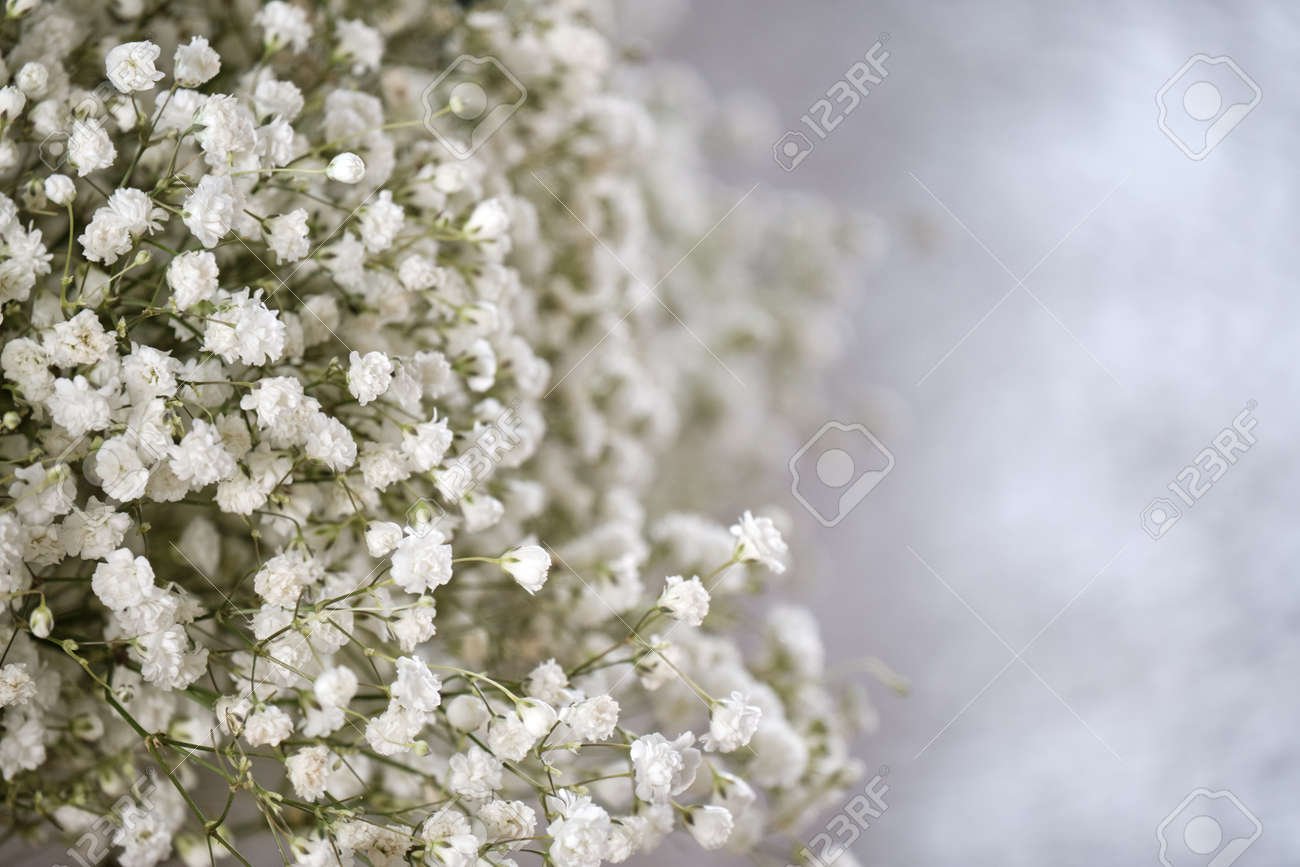 flores blancas sobre fondo claro y suave