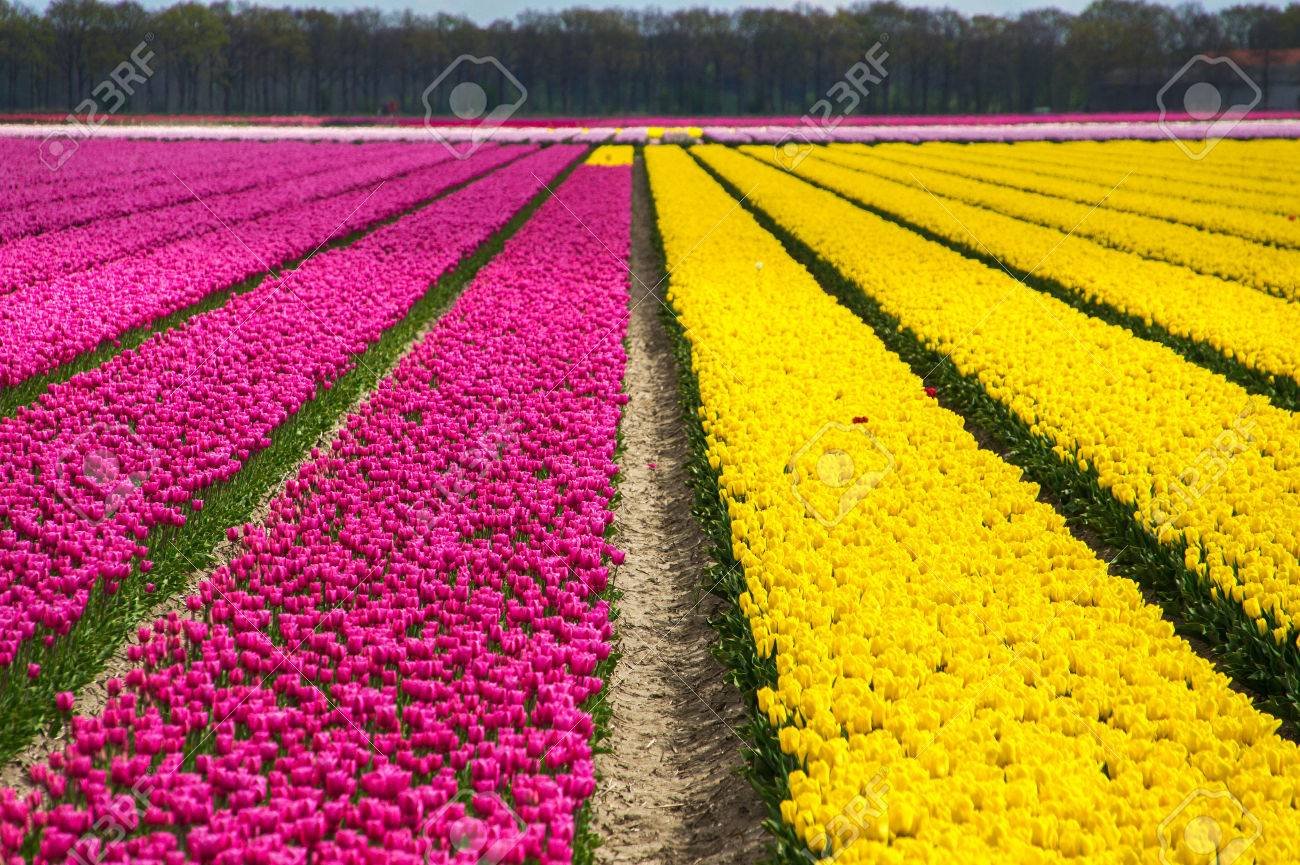 flores de colores en campo holandes