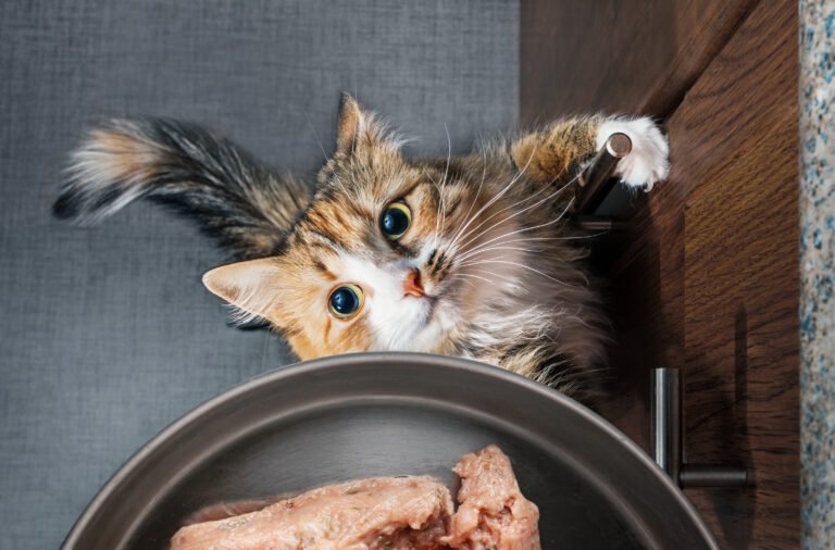 We Feed Raw Cat Food: Premium Nutrition for Your Feline