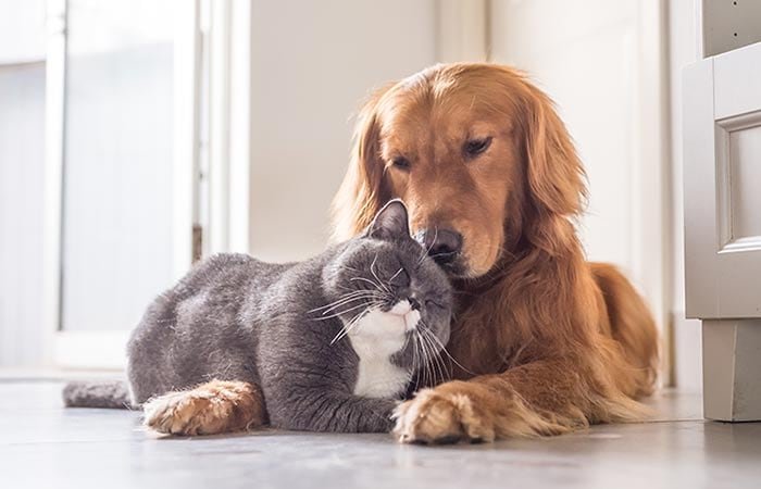 gato y perro recibiendo medicamentos en casa