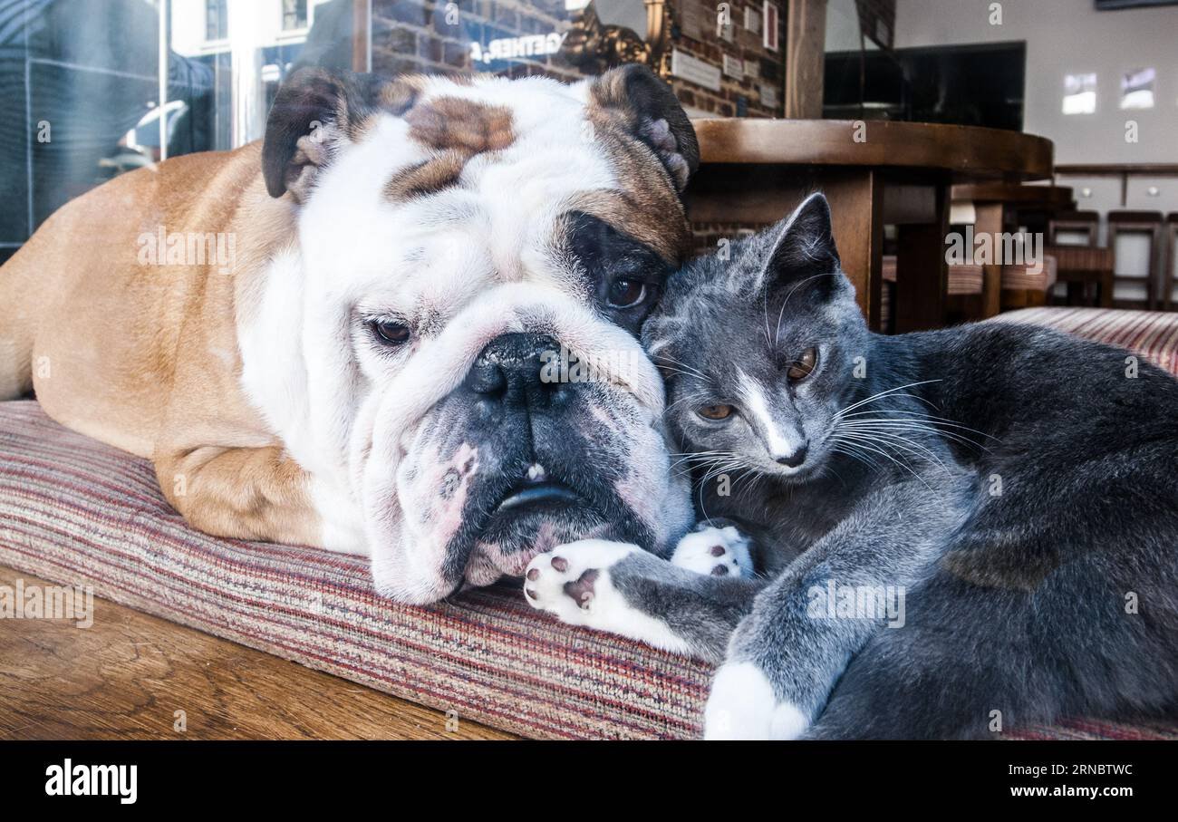 gatos y perros jugando en tienda