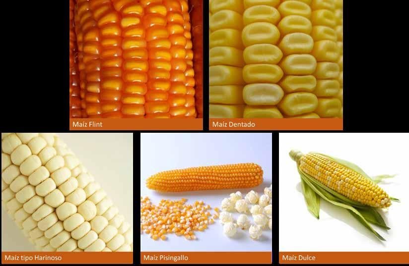 gran variedad de productos en sana ullah