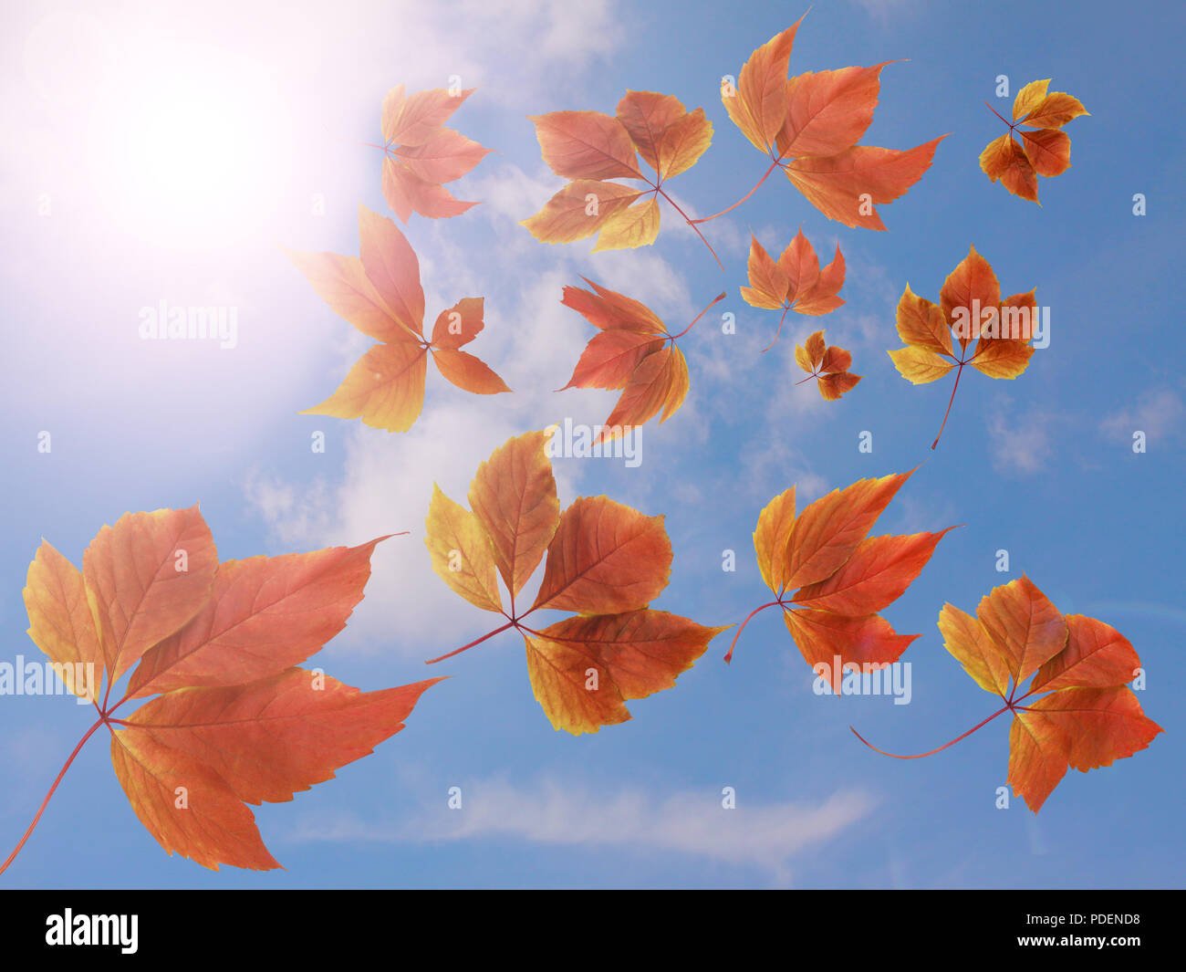 hojas de colores cayendo en otono