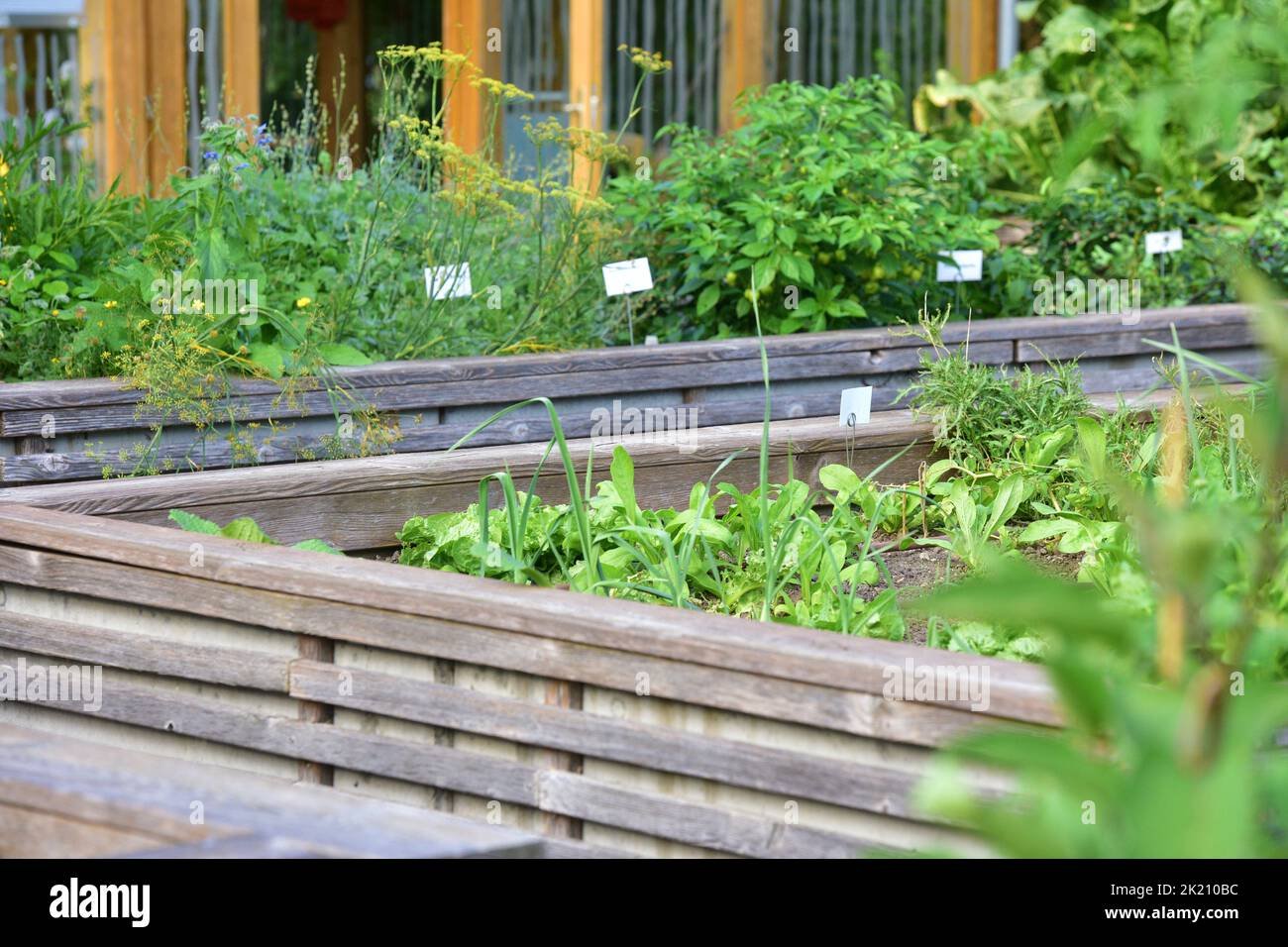 hortalizas frescas en jardin elevado
