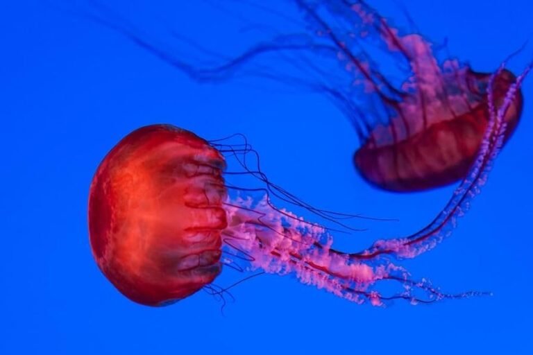 Can You Have a Jellyfish as a Pet? Essential Facts