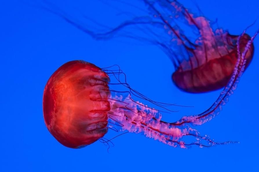 jellyfish swimming gracefully in the ocean