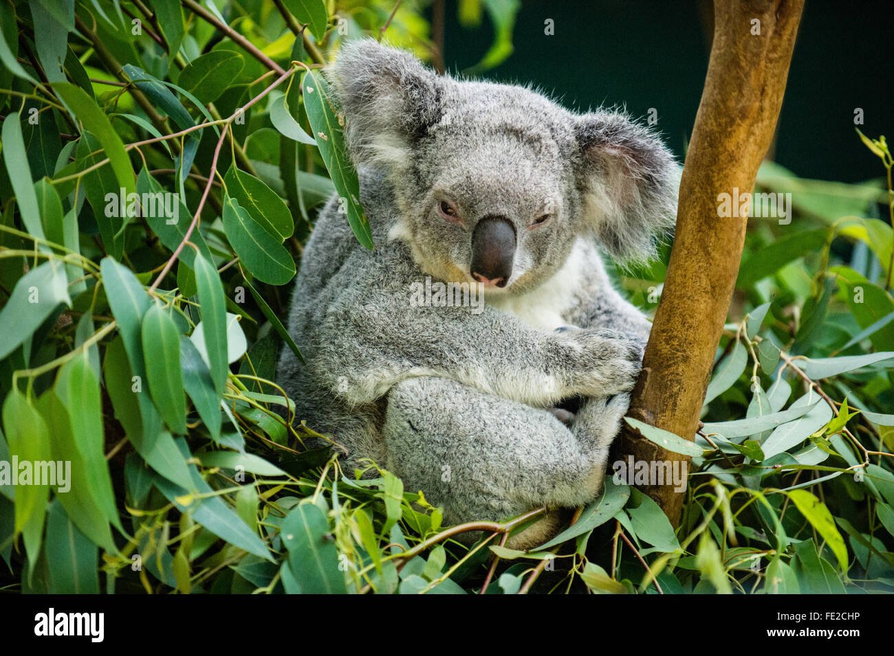koala descansando en un arbol eucalipto