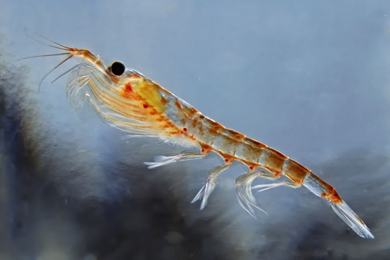 krill antartico nadando en aguas frias
