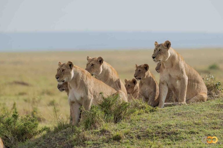 West Midland Safari Park Bewdley: A Family Adventure