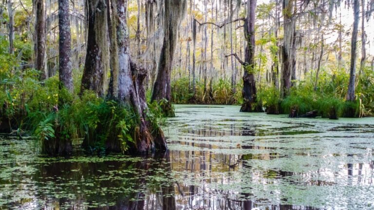 Kayak Swamp Tour New Orleans: Explore the Bayou