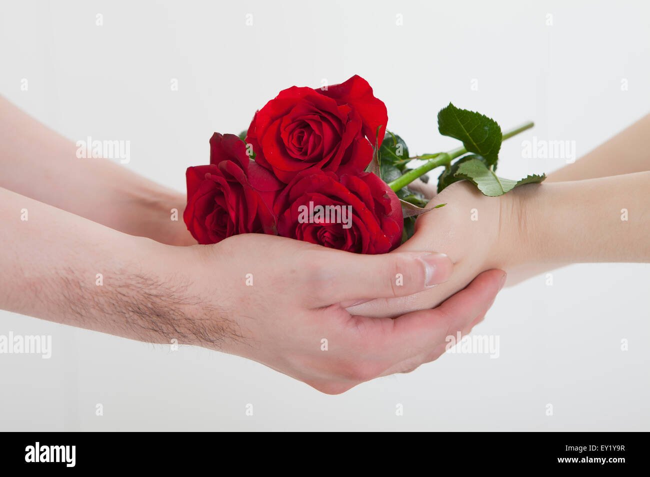 manos entrelazadas con petalos de rosa