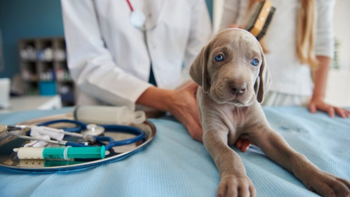 mascotas recibiendo vacunas a bajo costo