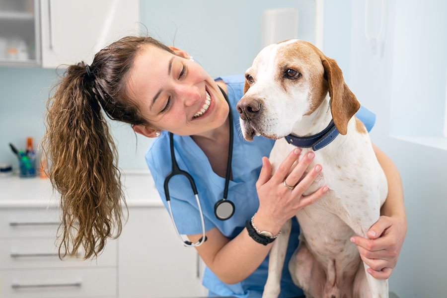 mascotas siendo atendidas por veterinario en clinica
