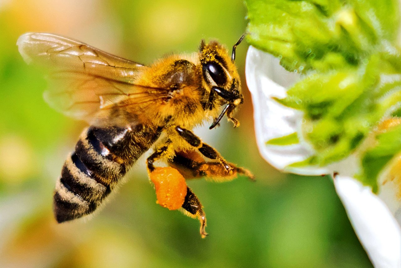 mujer consumiendo suplemento de vitalidad de abeja