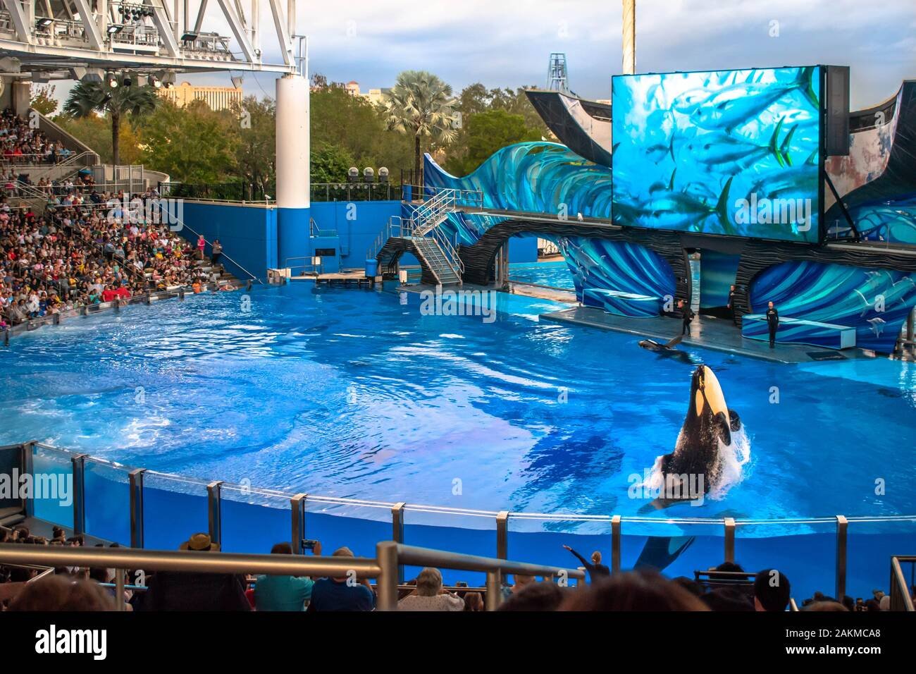 orca saltando en seaworld orlando