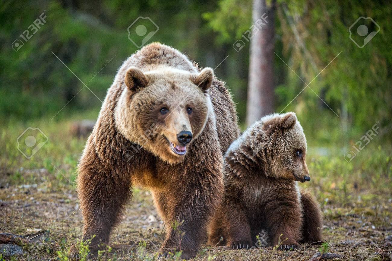 oso mama y osezno juntos en bosque