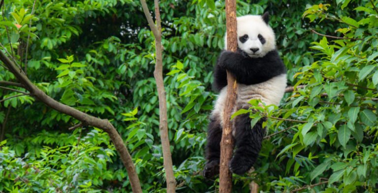 Is the World Wildlife Fund a Good Charity? Exploring Its Impact