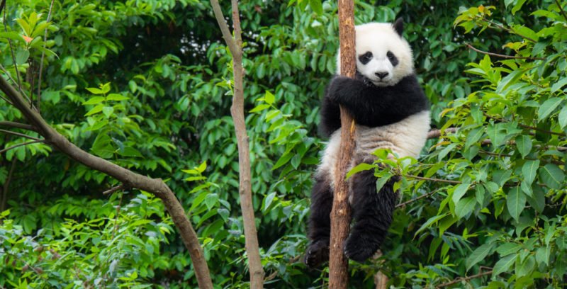 oso panda en su habitat natural