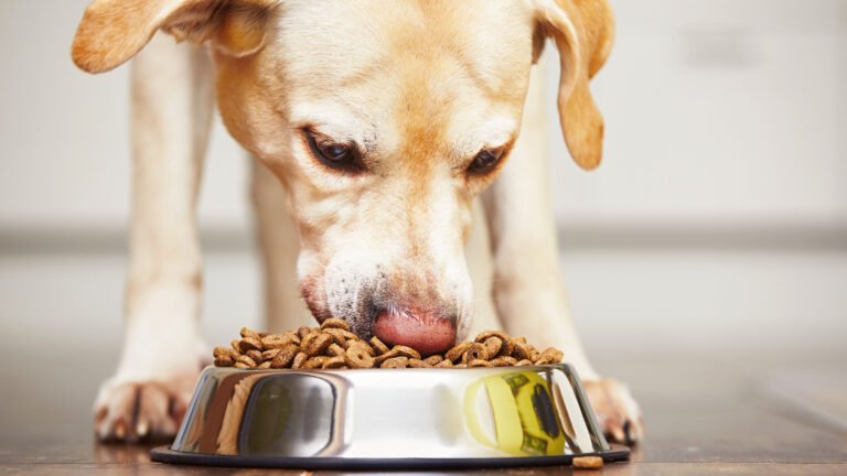 Blain’s Farm and Fleet Dog Food: Quality Nutrition for Your Pet