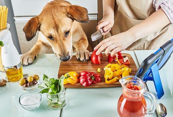 perro comiendo comida balanceada y saludable