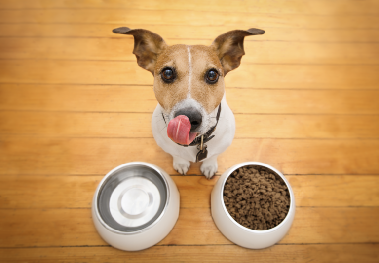How Much is Nom Nom Dog Food? Discover the Price Here