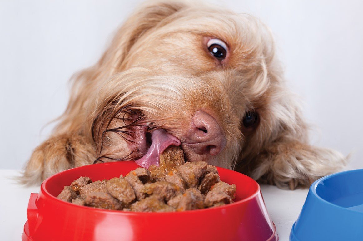 perro comiendo comida especial para mascotas