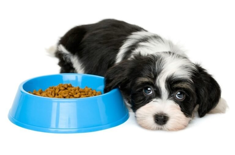 Dr. Marty’s Dog Food Exposed: What You Need to Know