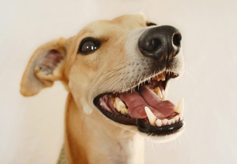 perro con dentadura saludable y feliz