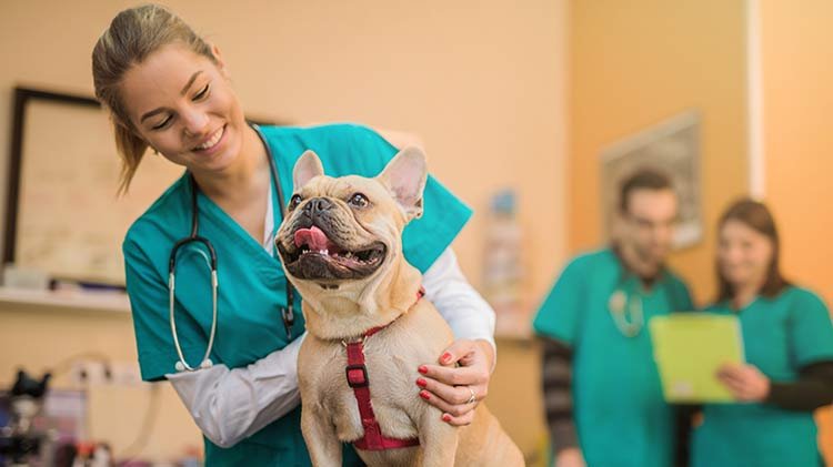 AKC Pet Insurance: Coverage for Pre-Existing Conditions