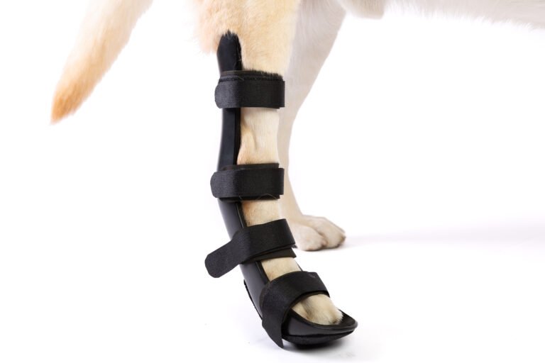 Leg Braces for Dogs with Hip Dysplasia: Essential Support