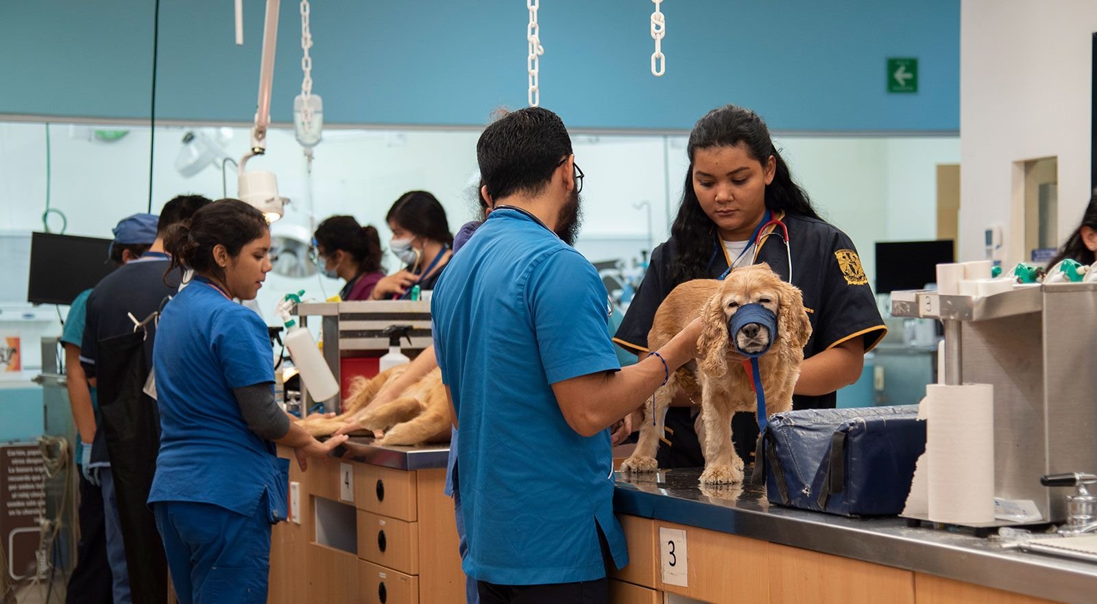 perro en la consulta veterinaria de banfield