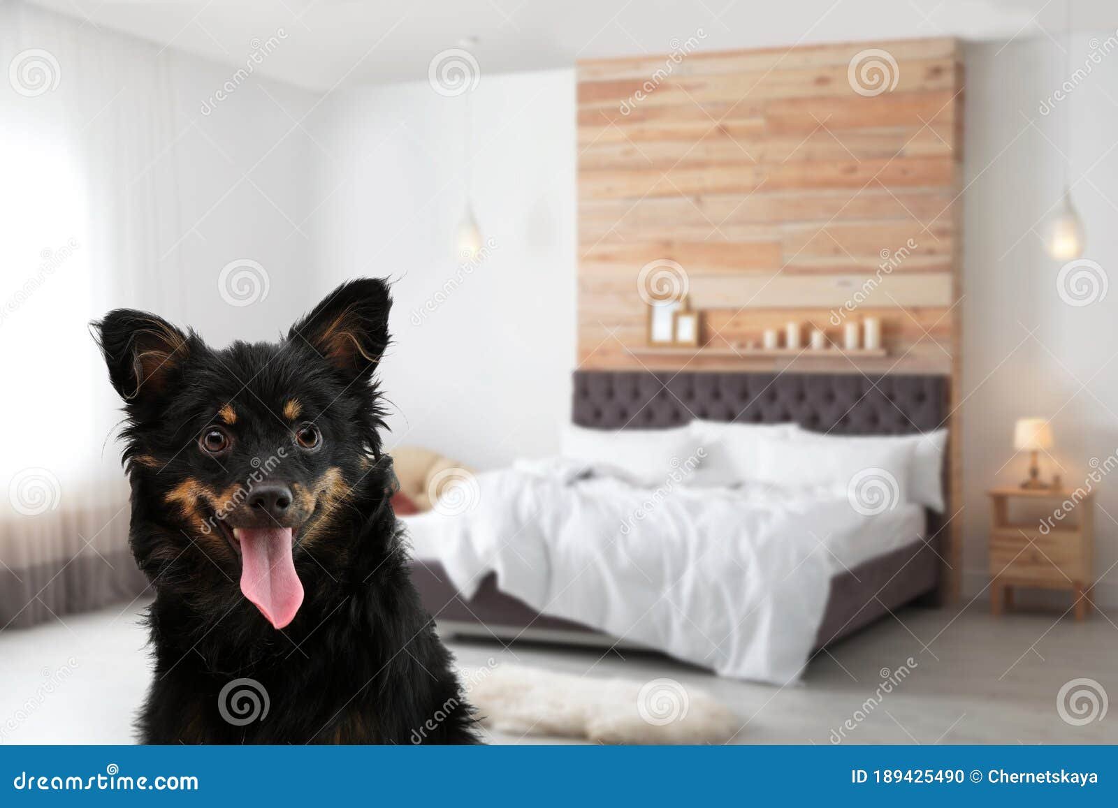 perro feliz en habitacion de hotel
