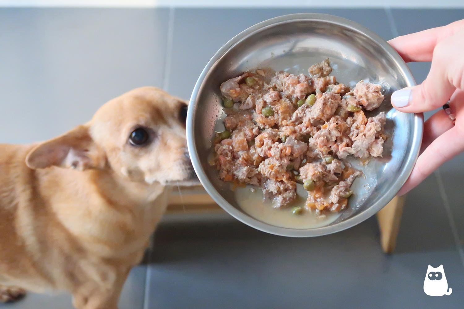 perro mayor disfrutando de comida balanceada