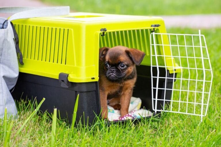Envío de Mascotas por FedEx: Guía Completa y Consejos