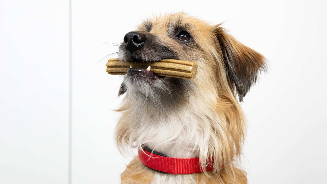 perros disfrutando de dental chews