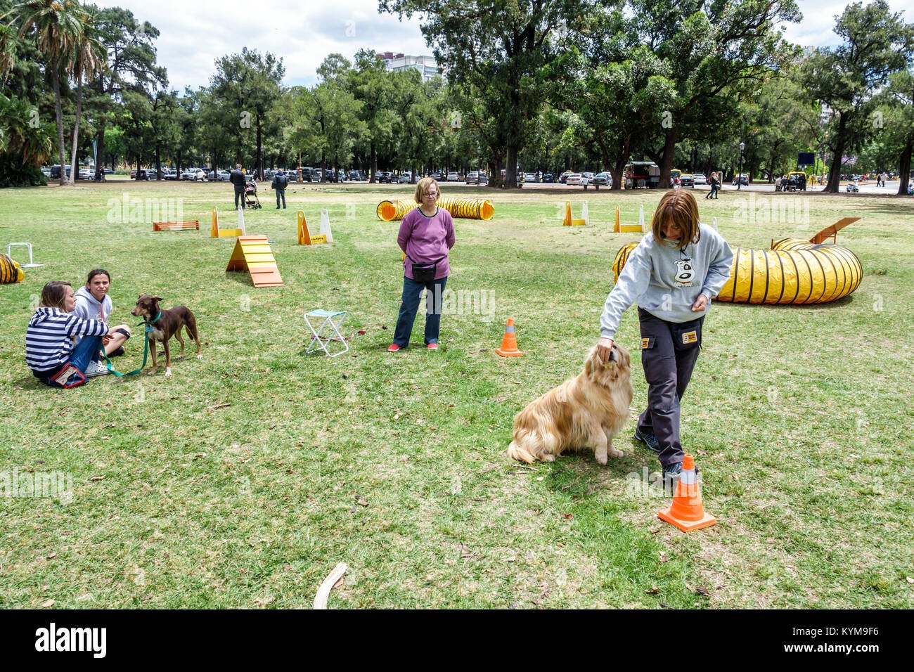 perros entrenando en el parque juntos