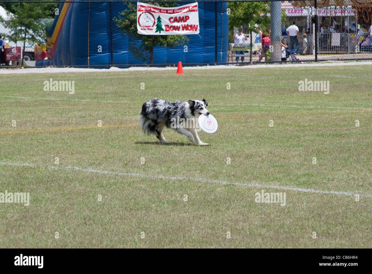perros felices jugando en camp bow wow