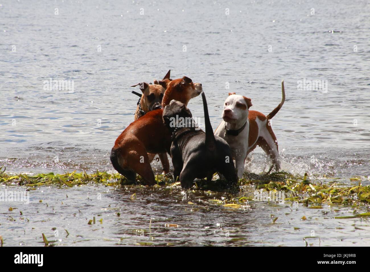 perros jugando felices en el lago
