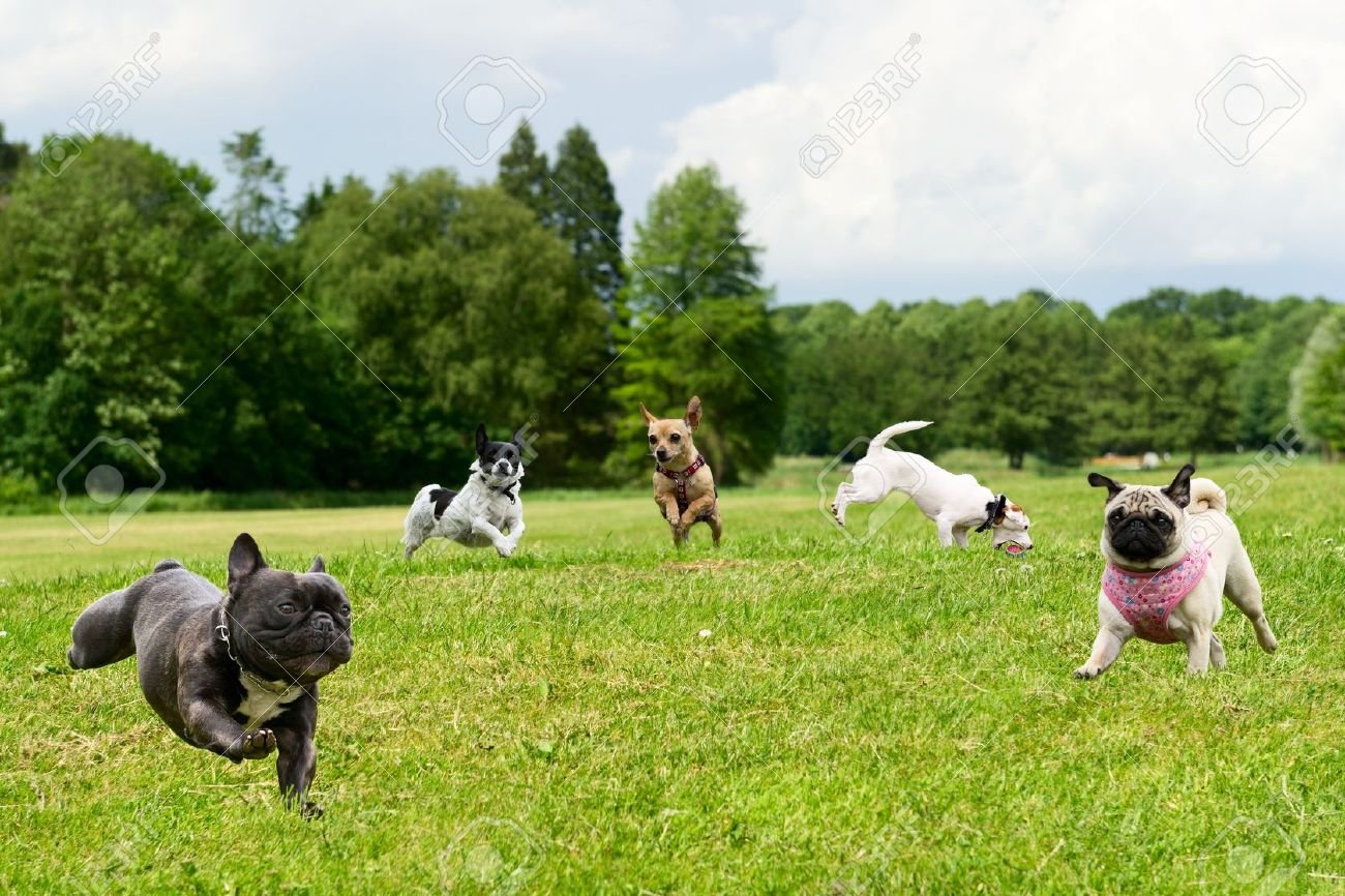 perros jugando felices en un parque